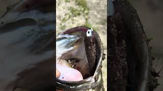 Homemade lure catches giant fish# fishing# lures#shorts 