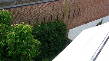 Gierzwaluw (Apus apus). Martinet. Swift. Leuven, 23-05-2015