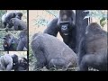 ママを守れ‼︎突然モモタロウに腕を噛まれたゲンキ⭐️ゴリラGorilla【京都市動物園】Mom, are you okay? Genki was suddenly bitten by Momotaro