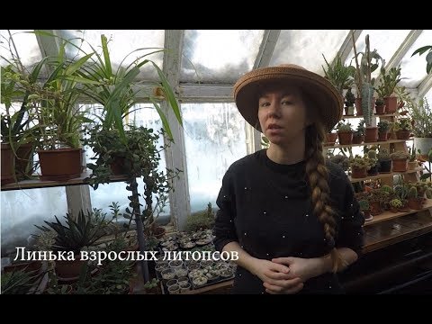 Всё про линьку взрослых литопсов, живых камней. Самое информативное видео.