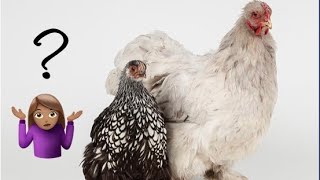 Bantam Chickens vs Standard Chickens vs Snakes