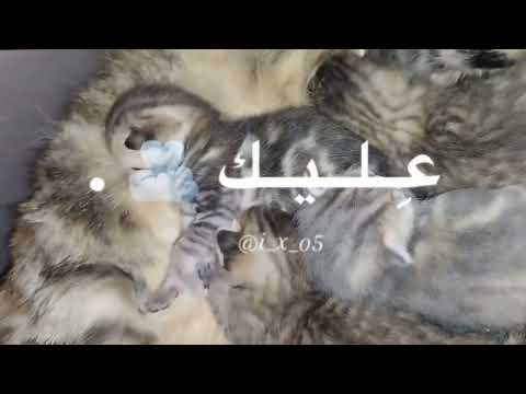 كياته يا ناس سيدي سيدي علي الي جمالو هزني