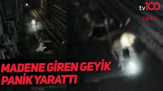 Ankara'da Madene Giren Geyik Panik Yarattı