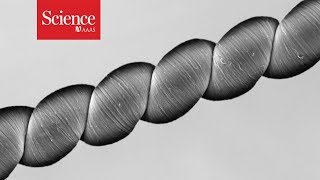 Tumnagel