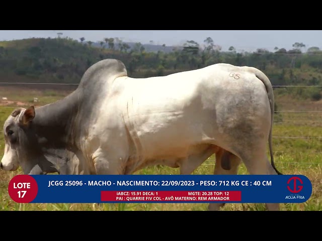 LOTE  17    JCGG 25096