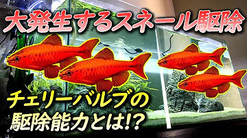 貝を食べる魚 Mp3