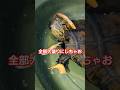 亀の会話を聞いてみよう#short#亀#ペット#可愛い#バズる#ウンキュウ#流行る#人気#turtle #爬虫類 #会話#面白い#アフレコ#カップル