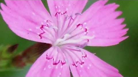 Video 2012-3-178***100.000 views***Dedication video for my FRIENDS&VIEWERS August 2012