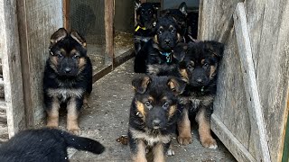 German Shepherds @ 6 Weeks