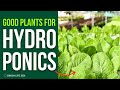 Hydroponic Gardening: Top 5 Plants for Beginners and Success Stories