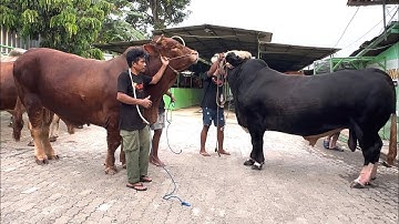 SAPI QURBAN TERJUAL SERIBU  EKOR, mirip pasar sapi, harga dari 16jt 🔥