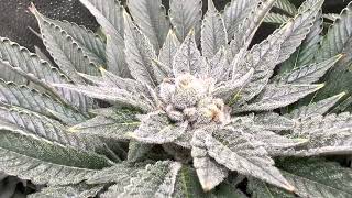 Spider Farmer SE3000 LED : Cannabis Breeding : Week 7