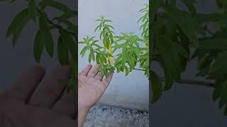 Din gradina mea cu plante medicinale azi va prezint: Lămâia verbină - Aloysia citrodora