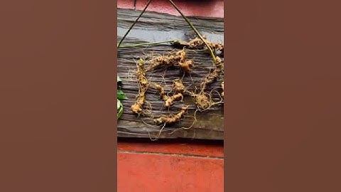 #sâm_ngọc_linh 3 lạng sâm rừng víp 13.5tr  #sâm_ngọc_linh_rừng #sâm_ngọc_linh_rừng