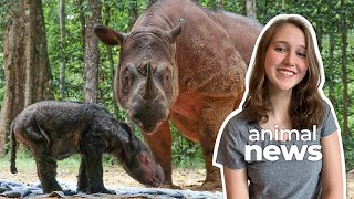 Cute furry baby rhino is great news for a critically endangered species | CBC Kids News