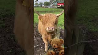 The cow that looks like a teddy bear 🧸