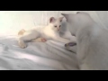 Gatti Mekong Bobtail in Italia の動画、YouTube動画。