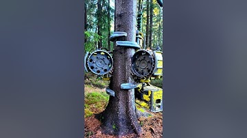 John Deere Felling a Tree with the Waratah H415 🌲🚜