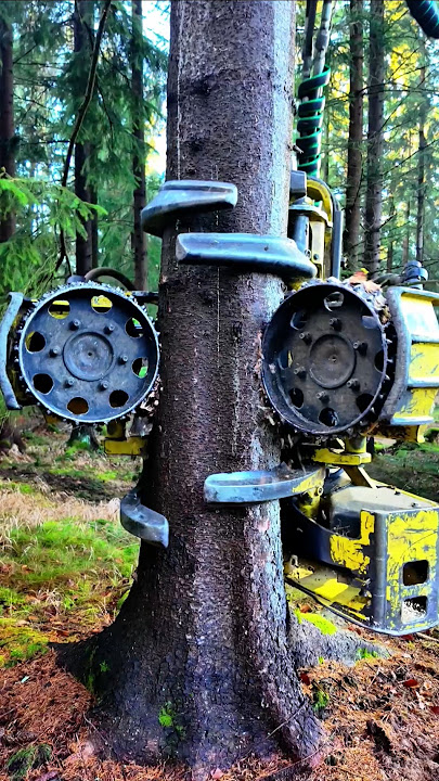 John Deere Felling a Tree with the Waratah H415 🌲🚜