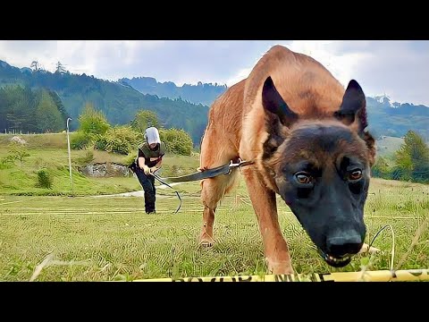 صاحب كوافير كلاب بياخد علقة من بلطجي قدام الكلاب فبيعمل خطة وبيقتلة بمساعدة الكلاب