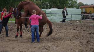 Dekking Tinky versus Texas horse mating