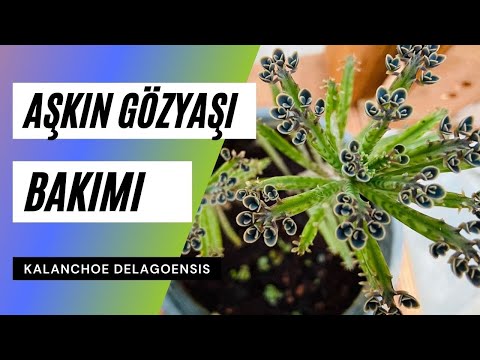 Aşkın Gözyaşları Çiçeği Çoğaltılması ve Bakımı (Kalanchoe delagoensis)