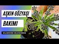 Aşkın Gözyaşları Çiçeği Çoğaltılması Ve Bakımı Kalanchoe Delagoensis