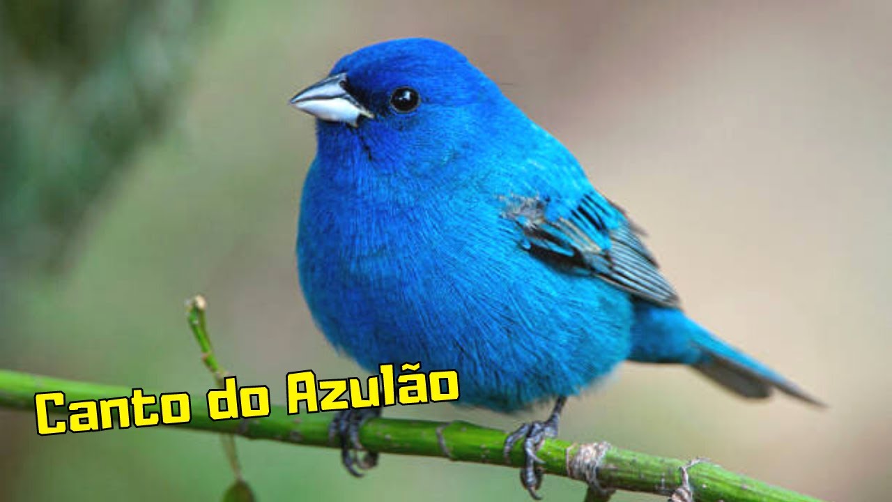 CANTO DO PÁSSARO AZULÃO – Canto dos Passaros para Relaxar