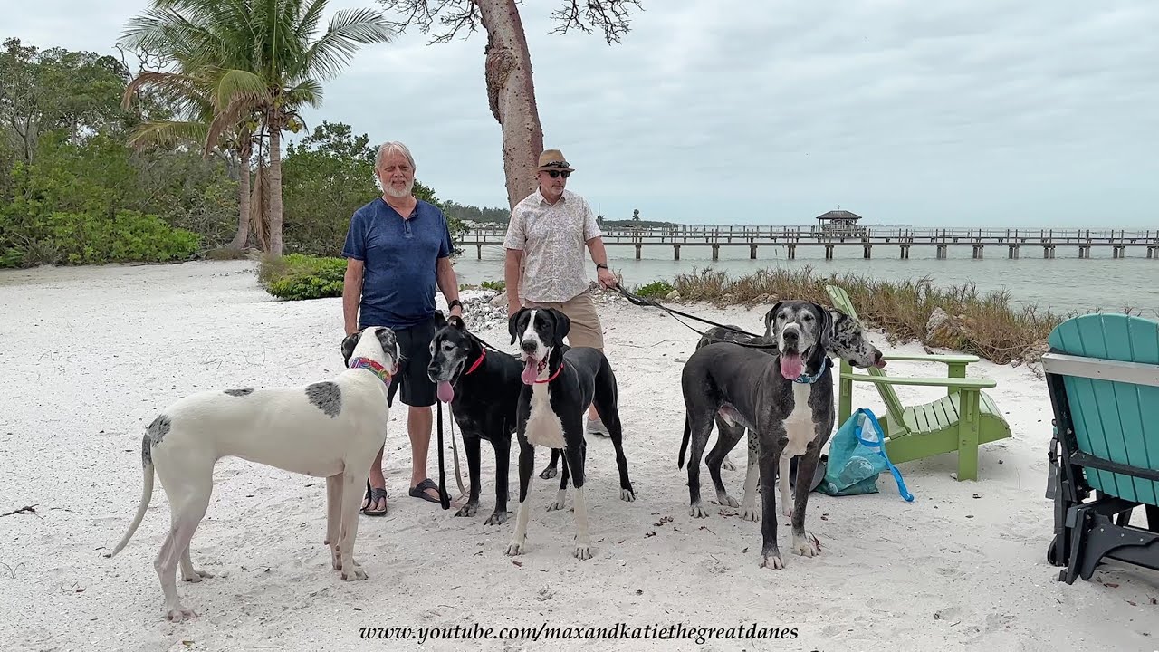 5 Funny Great Danes Enjoy Their First Florida Beach Adventure