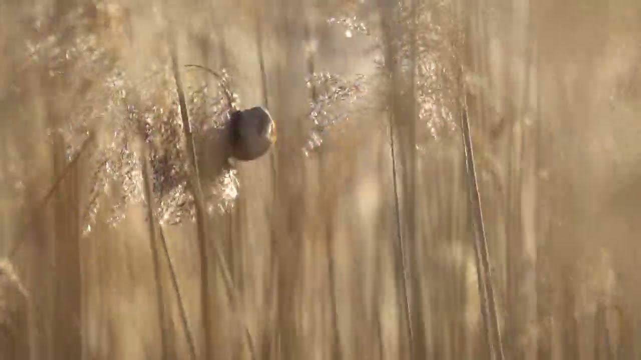 Bearded Tit | Синиця вусата