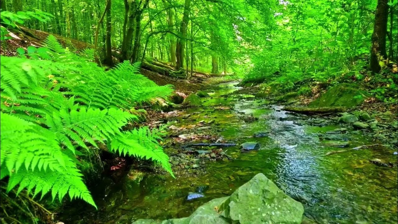 Звук воды ручей в лесу