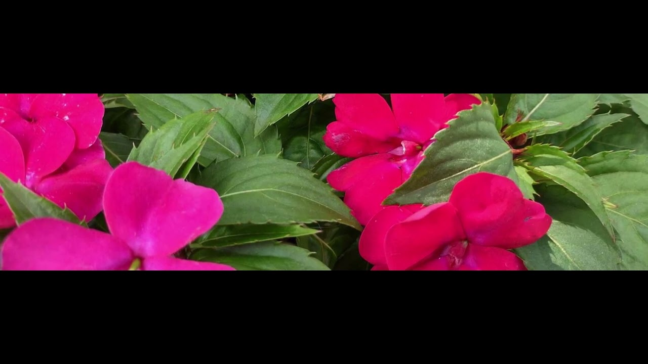 Flowers at Grand Opening Menards YouTube