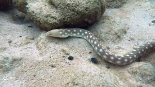 Myrichthys breviceps- Sharptail eel 