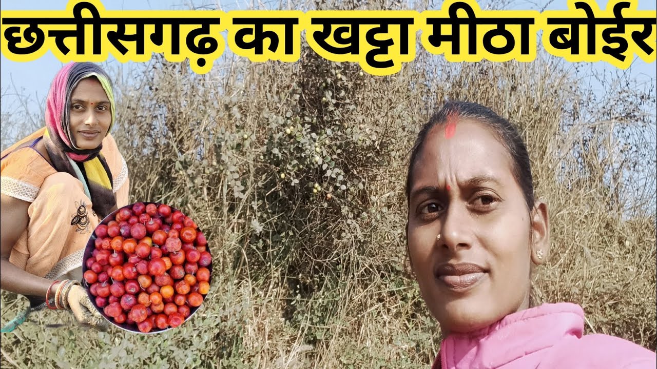 छत्तीसगढ़ का खट्टा मीठा बोईर। सरस्वती साहू cg vlog 