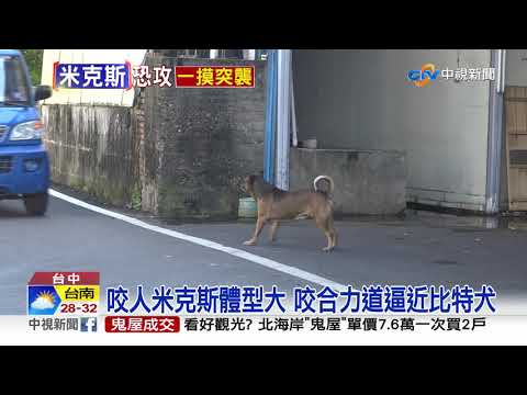 米克斯咬合力80KG! 逼近危險犬隻比特犬│中視新聞 20200918