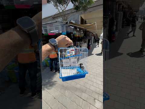 تجهيز بيت للبلبل