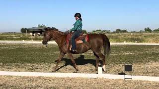 USAWE Working Equitation Novice B L3
