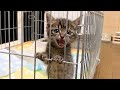 目覚めた瞬間からの「出せぇー!」
