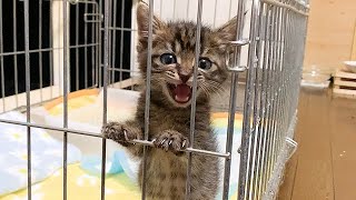 目覚めた瞬間からの「出せぇー！」