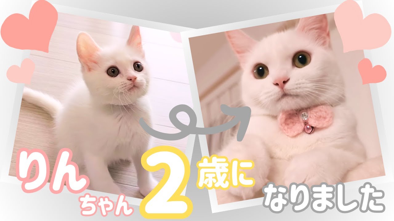 これは絶対見てほしい♡可愛すぎるりんちゃん2年間の軌跡