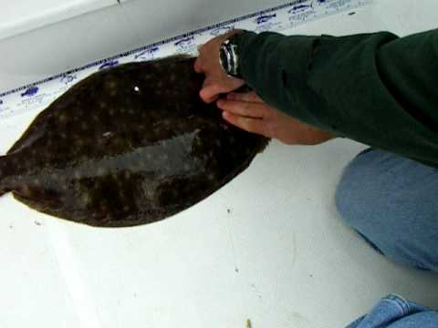 BIG FAT FLUKE CAUGHT 6-9-2010 MAMA MIA