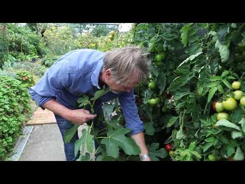 Video: Irrigating Fig Trees - Hvornår skal man vande figentræer i haven