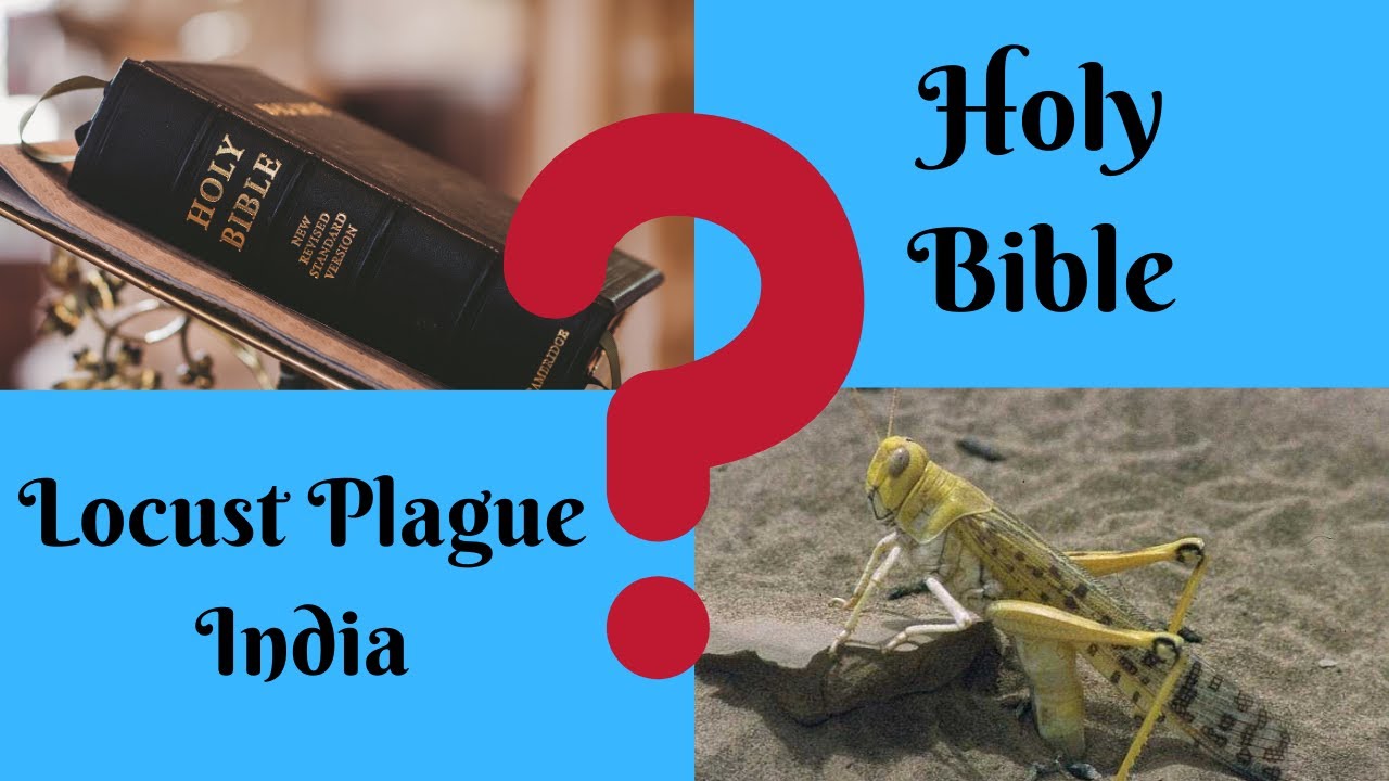 The Locust Plague India and Bible YouTube