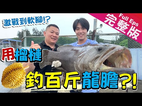 【台灣】榴槤釣龍膽石斑! 生吃南投美人腿? Catch giant grouper with durian[Eng Sub]｜《世界第一等》966集完整版Taiwan road trip EP