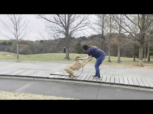 Cary North Carolina Dog Training Suburban K9