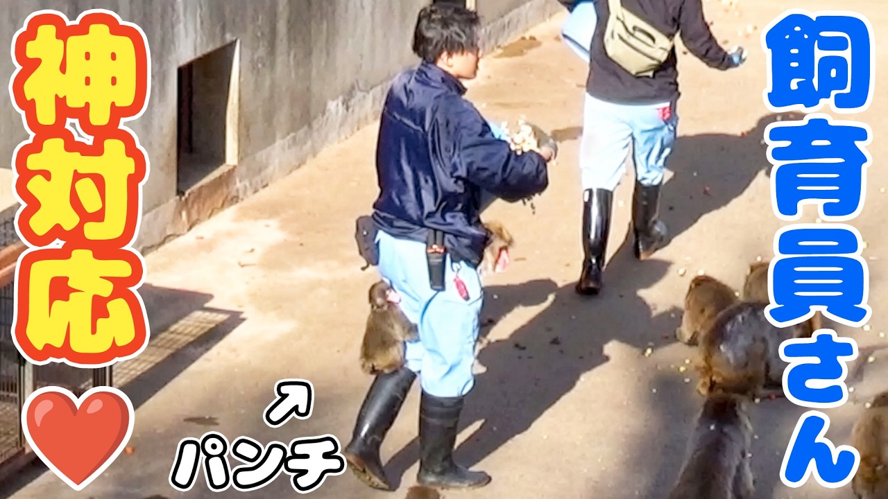 足に飛びつくパンチ❤️この後、飼育員の対応が優しすぎて神だった