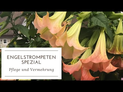 Video: Brugmansia-Düngemittel-Info - Wie und wann man Brugmansia-Pflanzen füttert