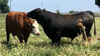 Angus Bulls are here to Work!!