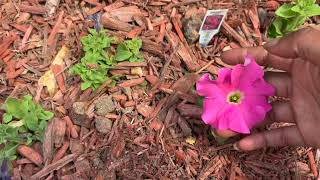 Updating the Garden For Summer Blooms by Auyanna Plants 97 views 1 month ago 6 minutes, 14 seconds