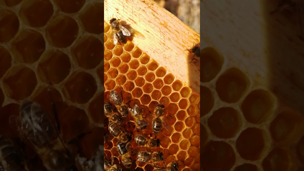 شاهد النتيجة المبهرة لبداية التوسع الافقي و إجبار الخلية على التوسع...